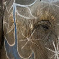 India’s party animal: Elephant rentals are family business